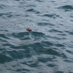IMG_0254